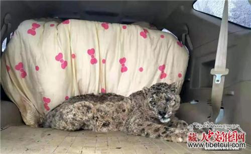 青海一“高龄”雪豹被救护 目前伤情稳定