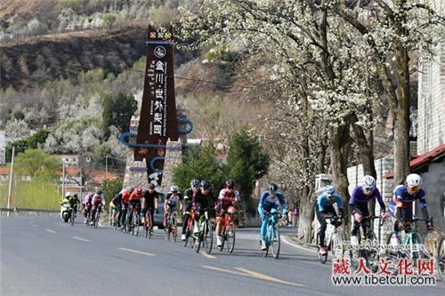 赏花运动两不误 200名选手骑行川西高原最美梨花林