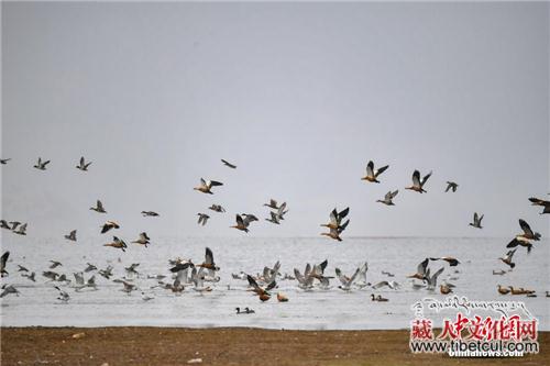 云南香格里拉纳帕海：修复湿地生态 变身候鸟天堂