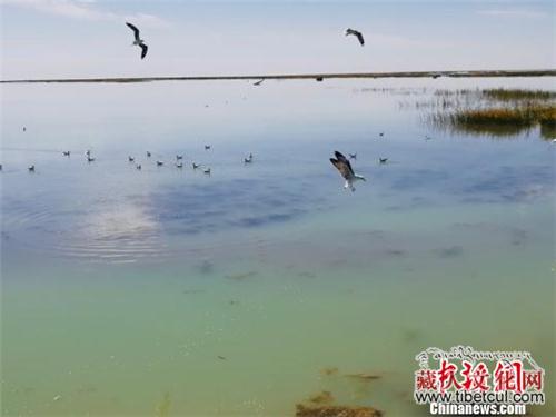 多种珍稀野生鸟类聚集青藏高原腹地格尔木湿地