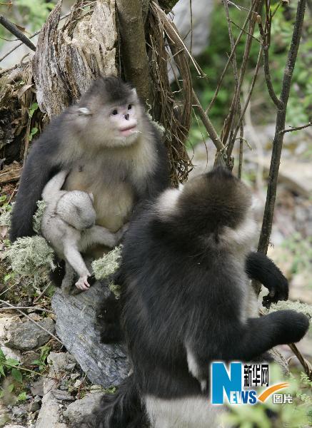 香格里拉滇金丝猴添新丁