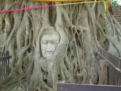 印度佛教圣树——释迦牟尼佛悟道处菩提树遭砍伤
