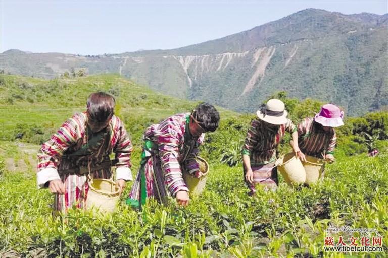 天然优质 西藏墨脱茶5月5日将首次亮相“茶博会”