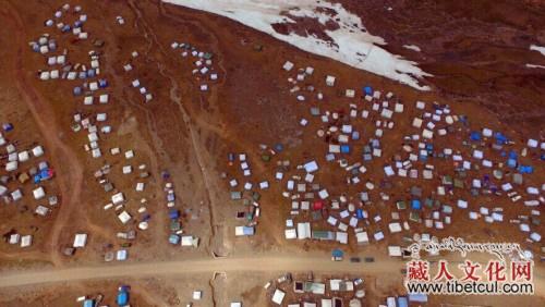 甘孜海拔5000米雪域高原万人挖虫草 场面震撼