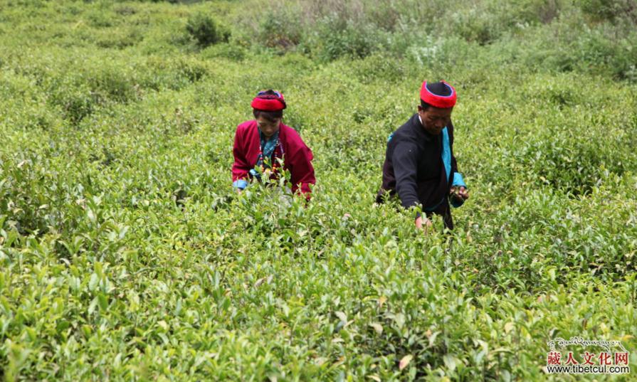 西藏墨脱茶叶开始采摘 预计下半年进入市场