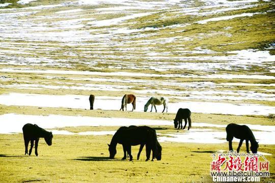 自然巧天成 甘肃省甘南州草原现“春雪牧歌图”