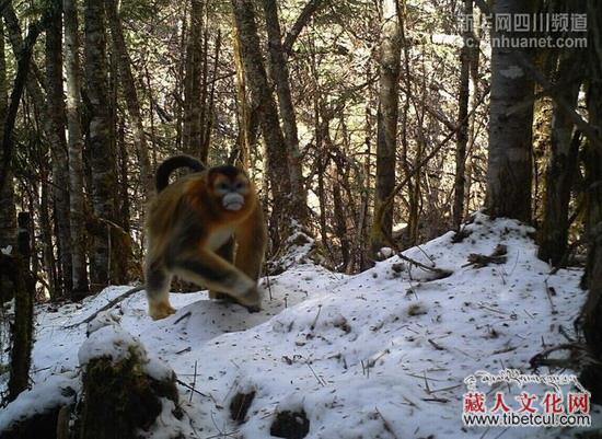 四川省阿坝州米亚罗保护区发现100多只金丝猴