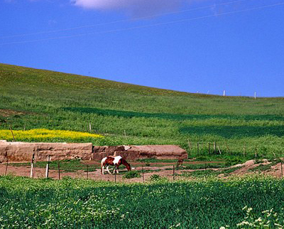 中国最美的草原评选中  甘南草原跻身六大草原