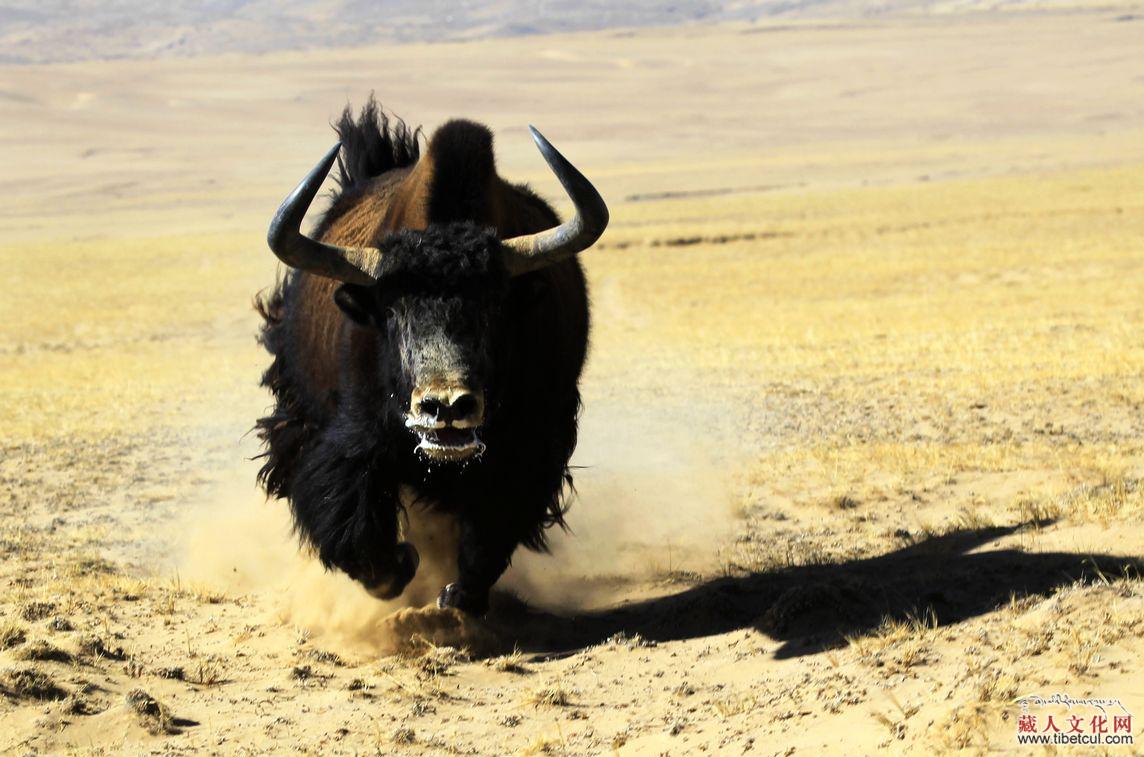 西藏作协等联合举行《十月》杂志“牦牛之歌”征文活动