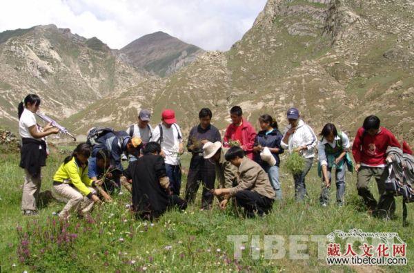 西藏培养藏医药人才成规模  民族医学精髓得传承