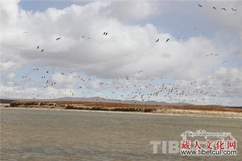 大地回春 西藏那曲夯错国家湿地公园冰封开湖