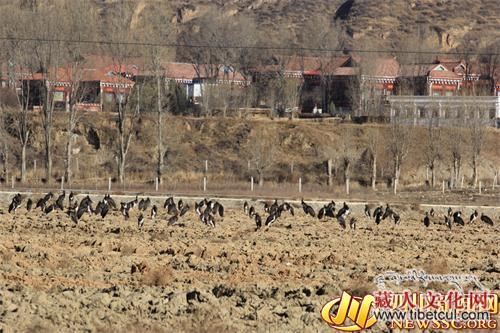 大规模黑鹳群聚四川炉霍湿地公园：实属全国罕见