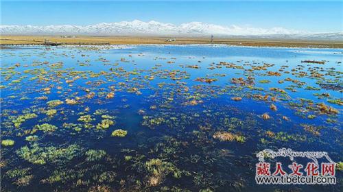 加大生态治理保护 四川若尔盖高原湿地生机勃勃