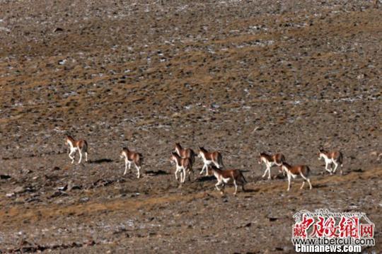 甘肃祁连山腹地发现大种群西藏野驴和藏原羚