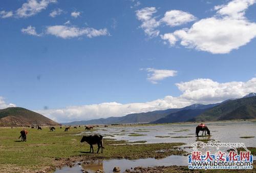 云南香格里拉引水入湿地公园 还纳帕海碧草蓝天