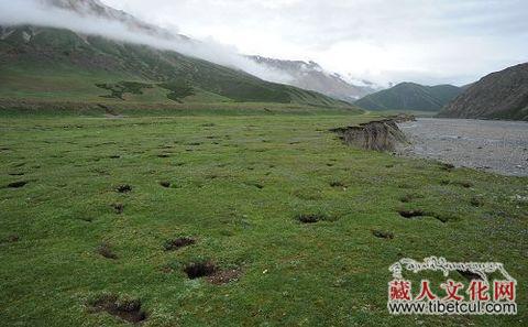 中外对话：禁牧不能拯救青藏草原