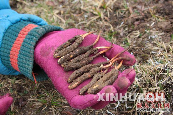 天赐珍宝？——冬虫夏草催生三江源“创富神话”