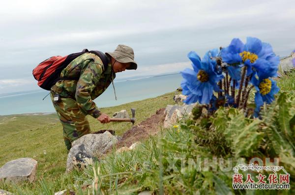 青海省三江源区黄河源区进行生物多样性本底调查