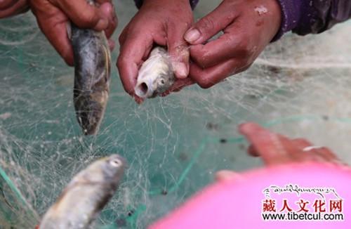 青海湖生态警钟：湟鱼之殇凸显监管之弱