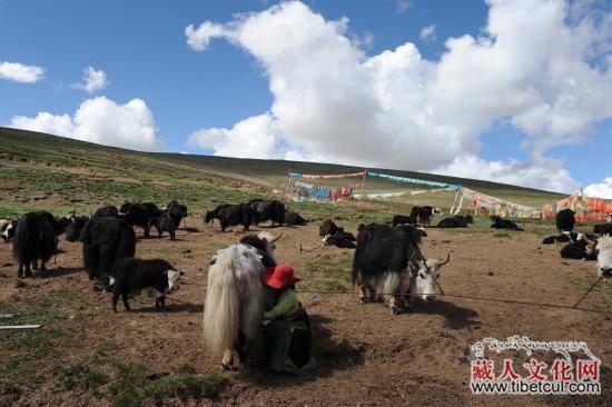 走进黄河源区的藏族移民：没有牛羊生活很不习惯