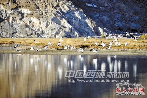 西藏拉鲁湿地秋沙鸥到了 半月后大批候鸟将至