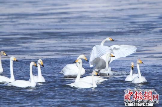 甘肃尕海湿地连续五年监测到国际环志大天鹅