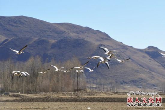 上千只黑颈鹤飞回西藏林周县虎头山水库