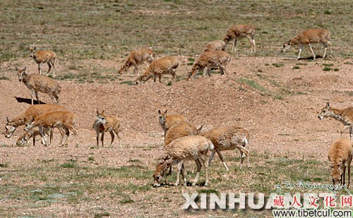 可可西里反盗猎“飓风行动”未发现盗猎活动