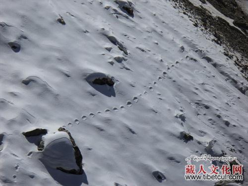 国外登山家称发现喜马拉雅"雪人"脚印 呈直线排列