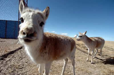 美国将藏羚羊列入濒临灭绝物种