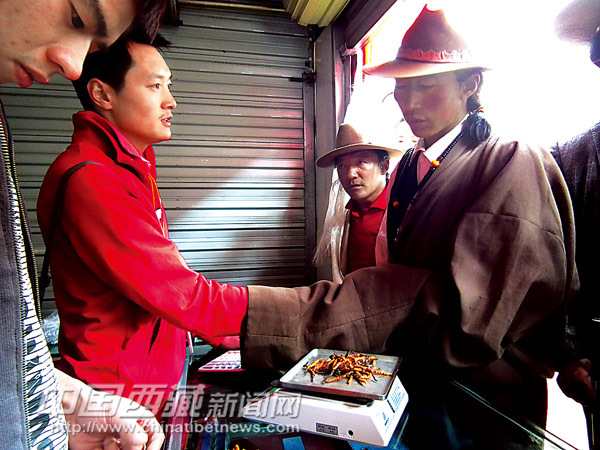 西藏奇迹小镇虫草交易市场一天交易额超千万