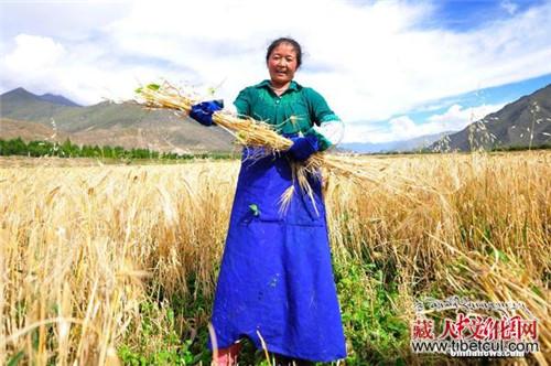 标准化让青稞“走出”高原 助力精准扶贫