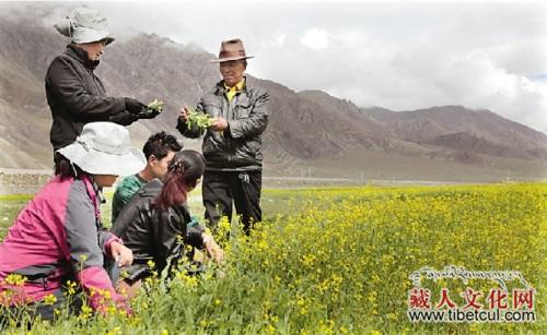 西藏积极扶持农牧业特色产业：加快转变传统方式
