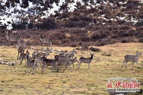 垃圾遍地 野生动物遭惊扰 藏地多景区发布禁游令