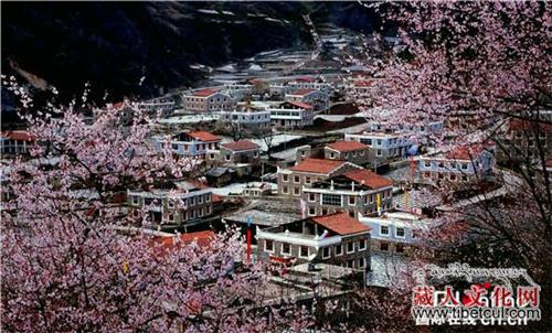 四川省阿坝州：人间三月芳菲始 理县赏花正当时