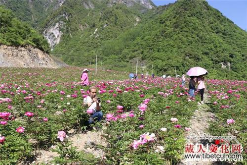五月相约四川阿坝州松潘县 赏芍药花开正艳