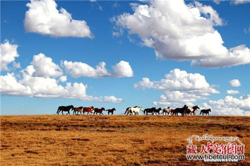 黄河源头青海玛多秋景如画 野生动物频出现