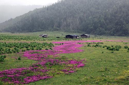 云南省迪庆州普达措国家公园夏日美景