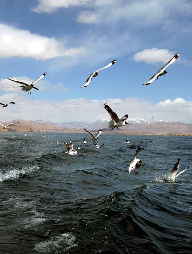 班公湖——静谧高原的候鸟天堂