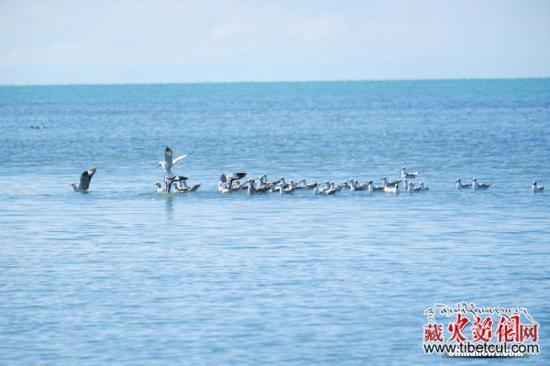 青海湖鸟类种数达225种 与湖域面积增长有关