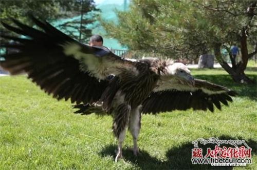 青藏高原野生动物园人工繁育国内首只成活高山兀鹫
