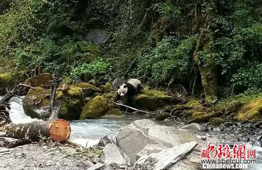 下山喝水 四川宝兴藏乡发现野生大熊猫活动踪迹