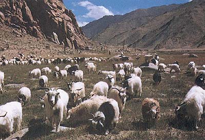藏西北绒山羊品种选育通过验收