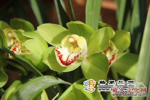 让生活更美好 云南香格里拉第四届春季花展开幕