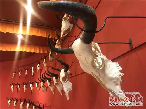 "牦牛出藏、Mr.Yak的羊城之旅"讲座将在羊城举办