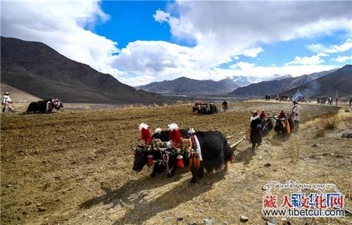 西藏：万物复苏 春耕大典开启新春第一犁（组图）