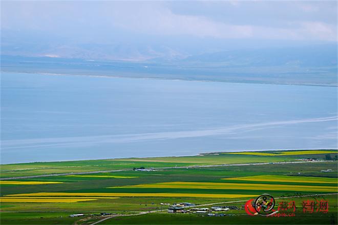 青海湖畔油菜花开迎客来1.jpg