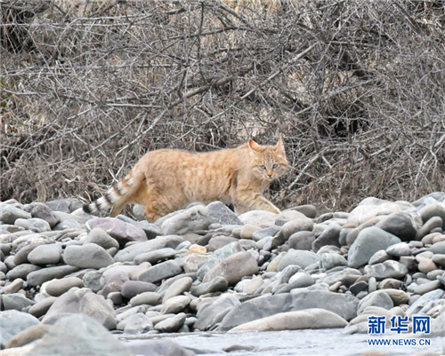 祁连山国家公园首个荒漠猫专项调查取得阶段性成果