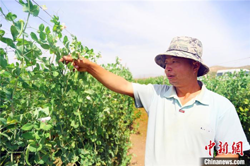 天祝县居民“种青稞，一家人有饭吃”的观念变了