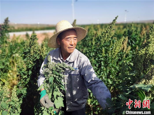 甘肃天祝县：高海拔广种藜麦 已占全国面积1/3